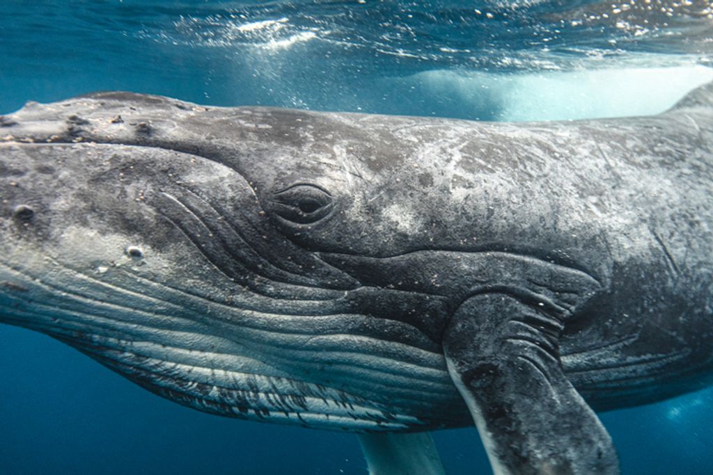 Humpback Whale eyeing camera while swimming through clear blue ocean waters