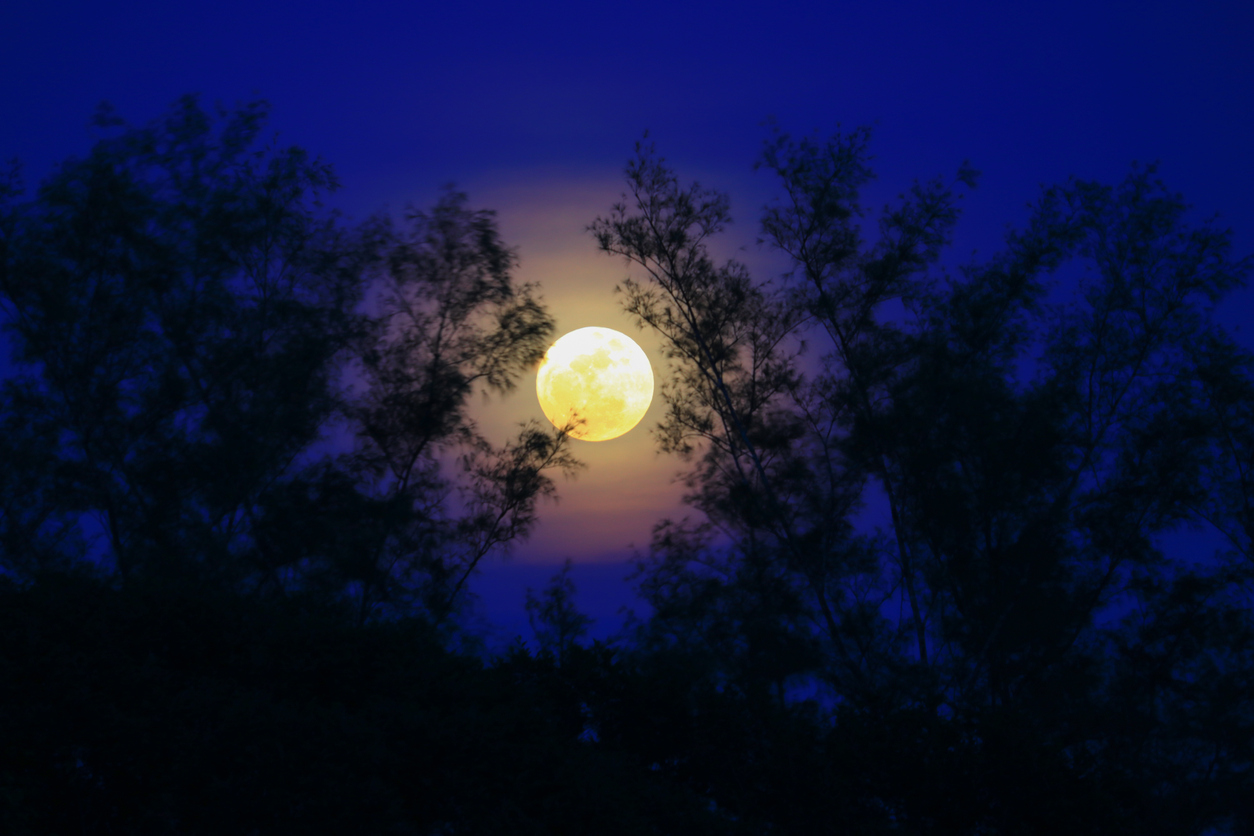 Full moon beautiful over dark sky at have tree shadow in night