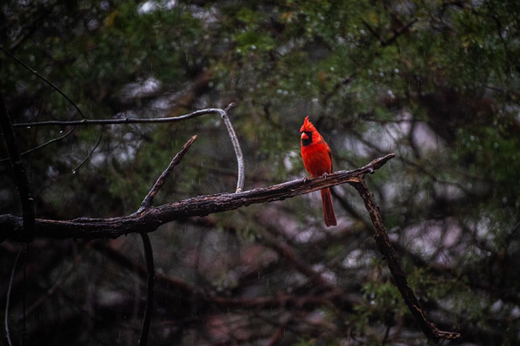 WASHINGTON, DC - DECEMBER 15: A Northern Cardinal is seen during the Christmas Bird Count at Battery Kemble Park on Saturday, December 15, 2018, in Washington, D.C. The Christmas Bird Count is one of the longest-running wildlife censuses in the world where each individual count takes place in a 15-mile-wide circle and is led by a compiler responsible for organizing volunteers and submitting observations to Audubon.