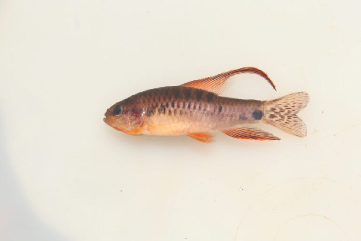 Beautiful Fin Darter (Apuí municipality, Amazonas, Brazil) © Murilo Pastana