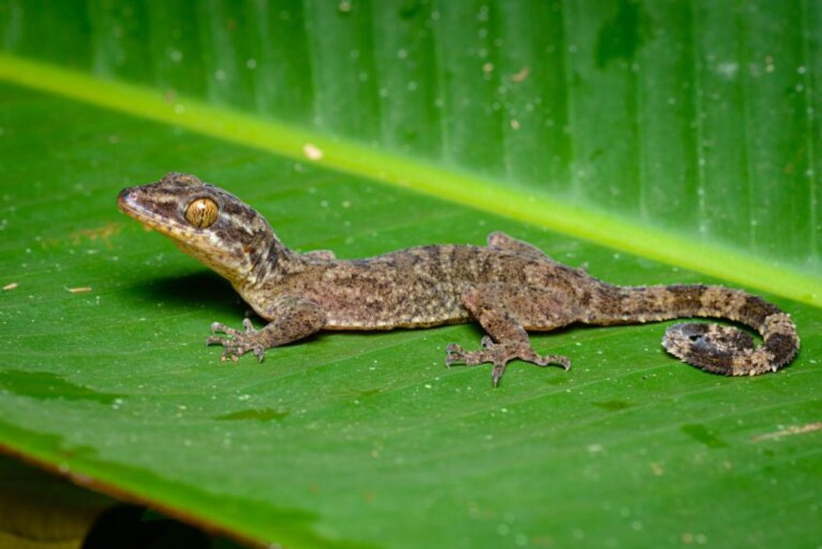 © Thai National Parks-Creative Commons