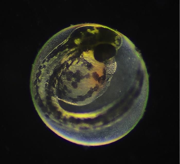 Scientists Learn How Fish Decide When They’re Born