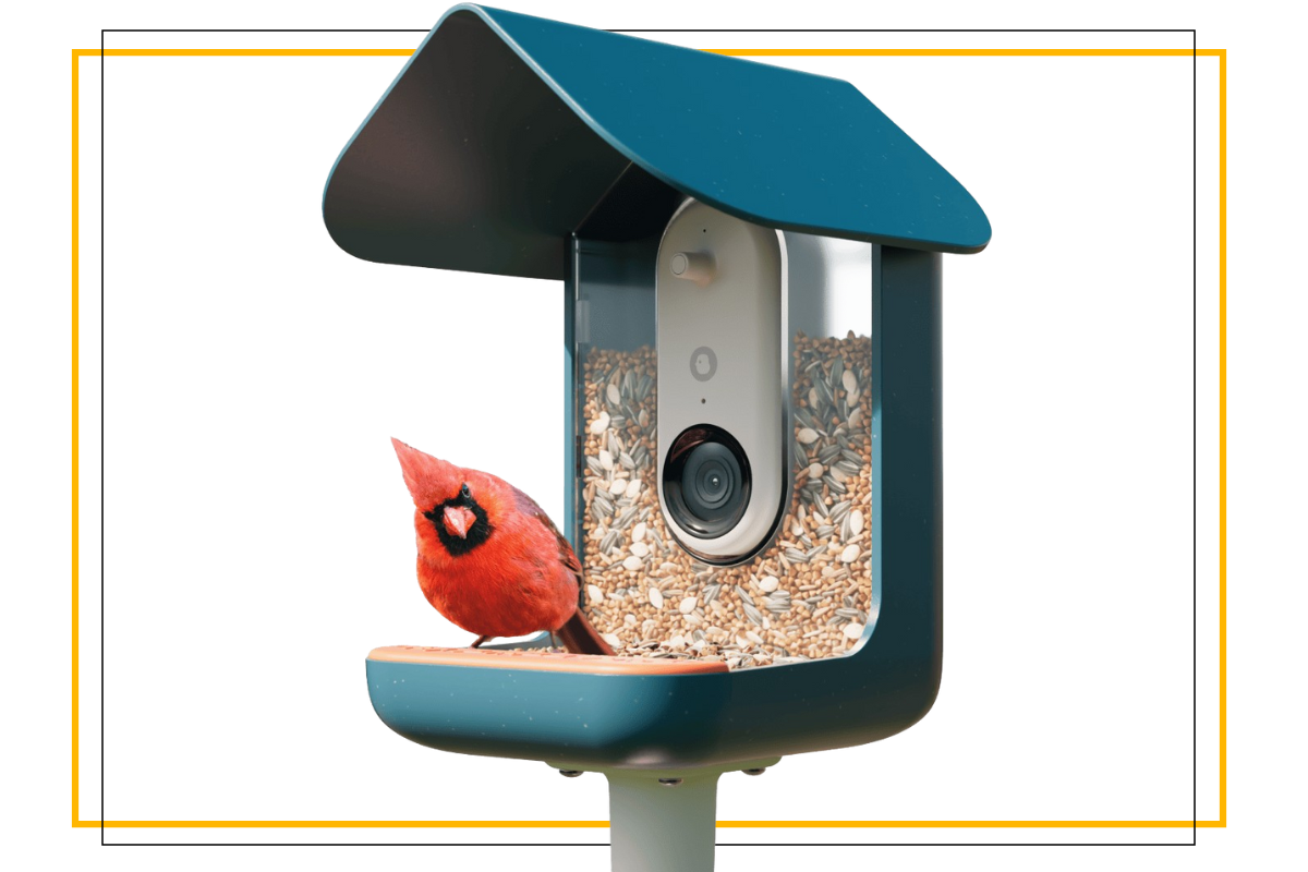 Bird Buddy
