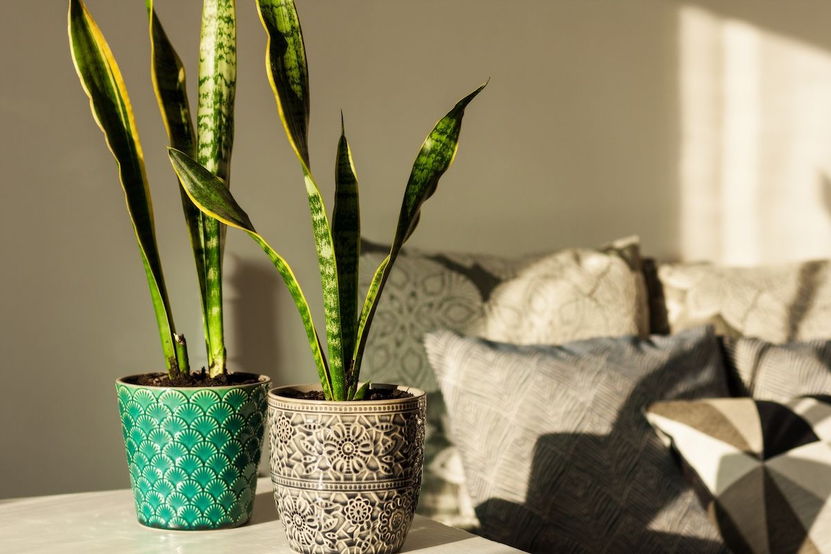 Snake Plant for Low Light