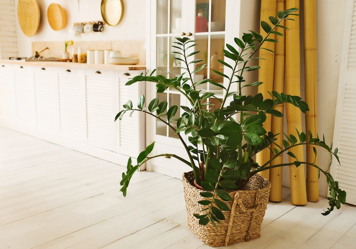 ZZ Plant for Low Light