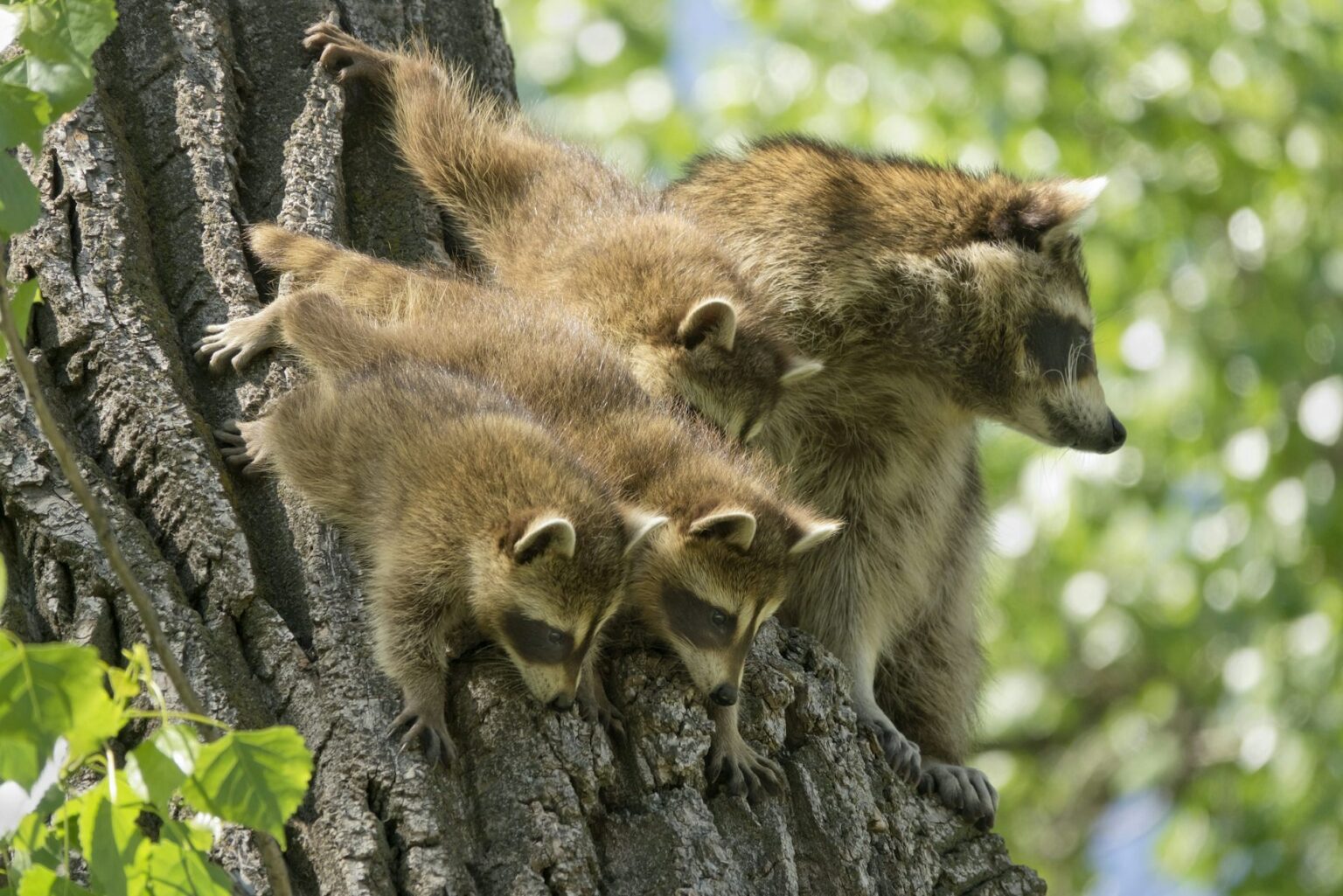 Slider Rope Guard Jimothy the Raccoon's Survival Is a Testament to Devoted Mothers