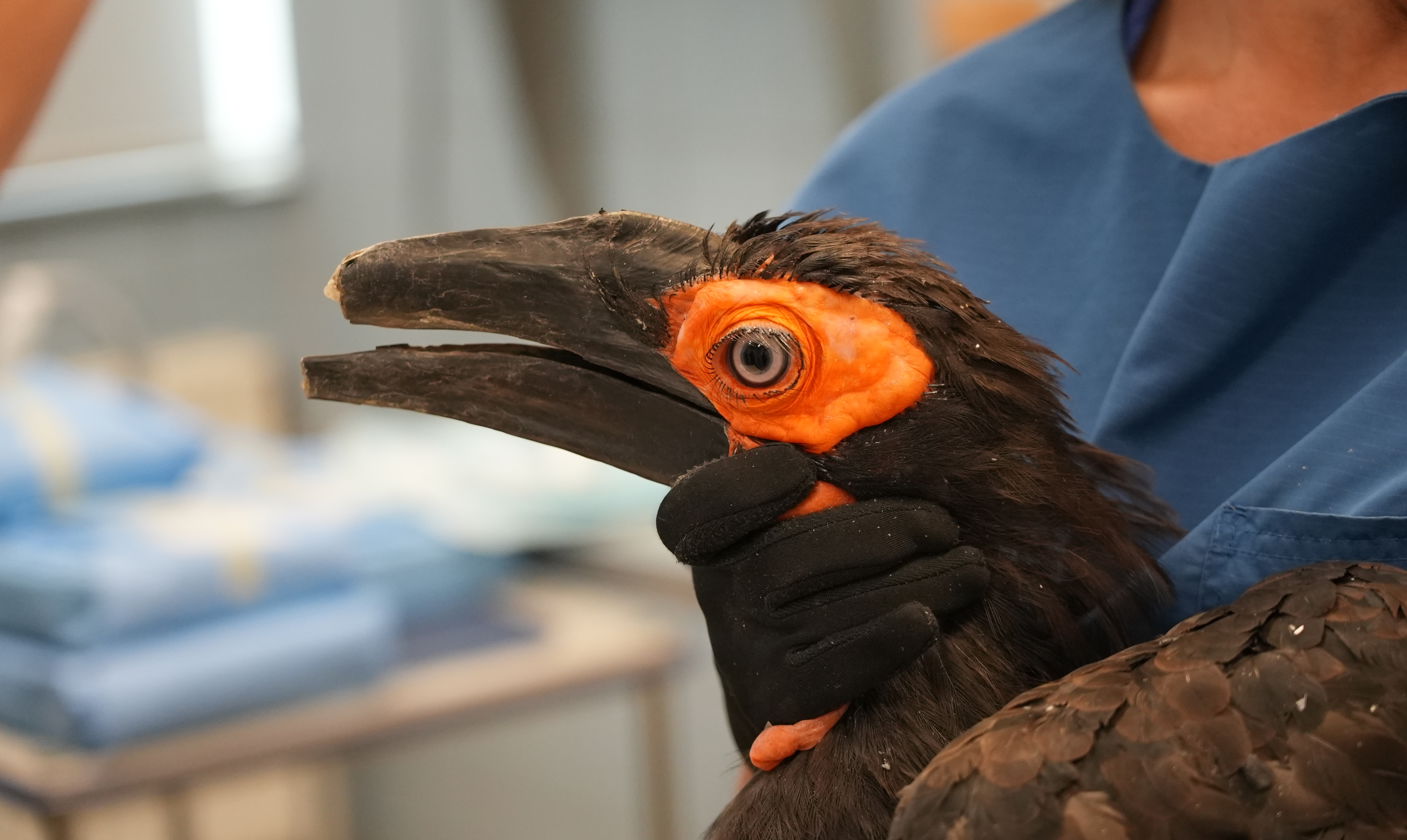 Meet the World’s First Bird With 3D-Printed Upper and Lower Beak Prostheses