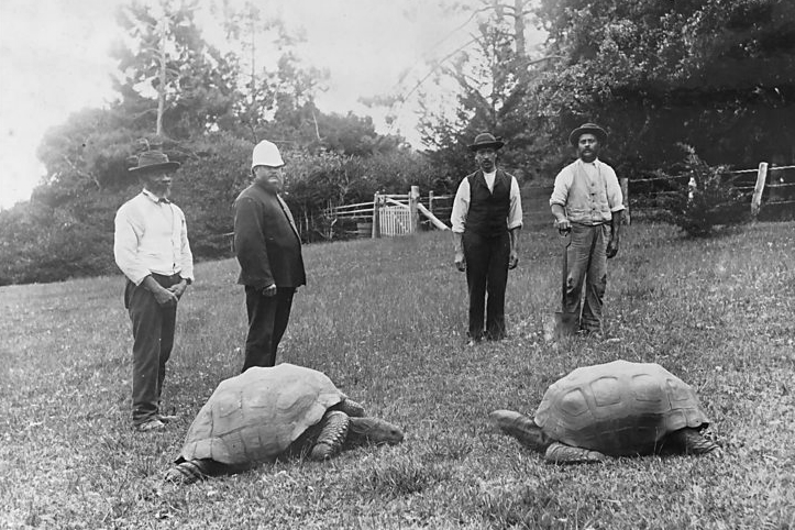 Giant Tortoise Jonathan Is 194: How the World’s Oldest Land Animal Could Help Unlock the Secrets of Longevity