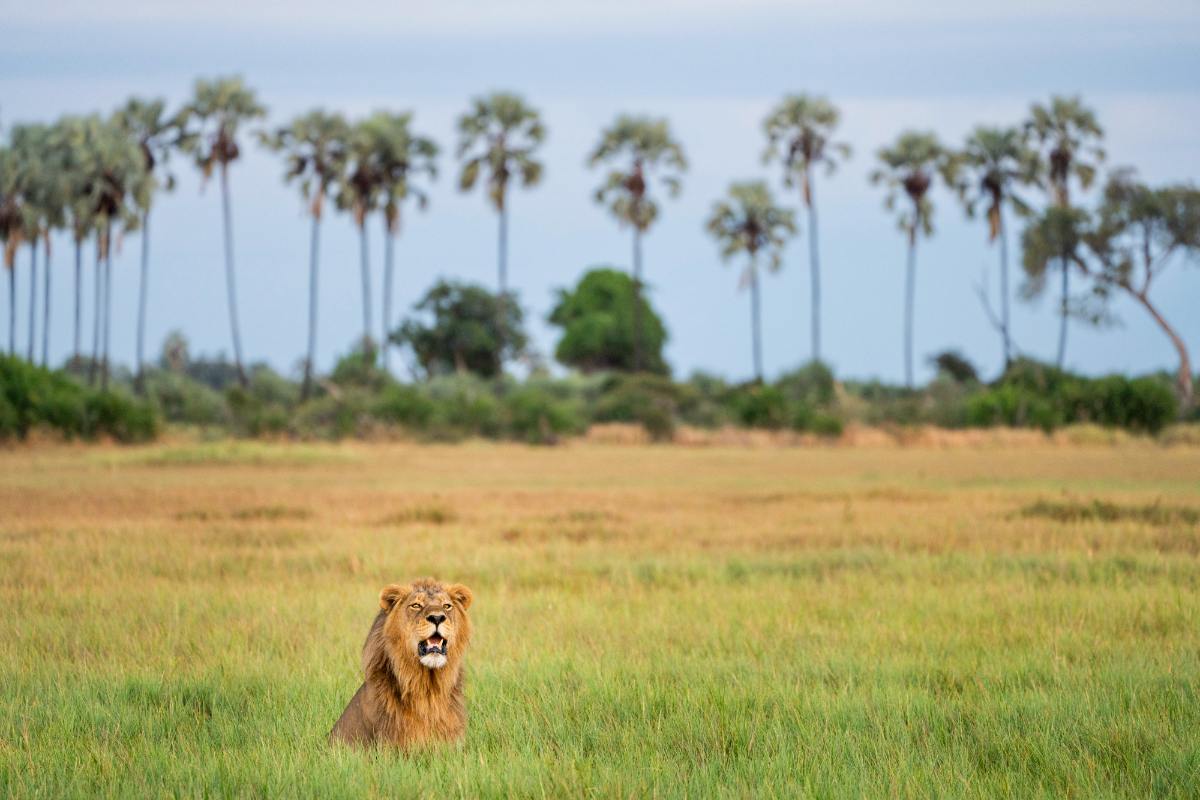 California Couple Has Traveled to 33 Countries Photographing Every Wild Cat Species on Earth