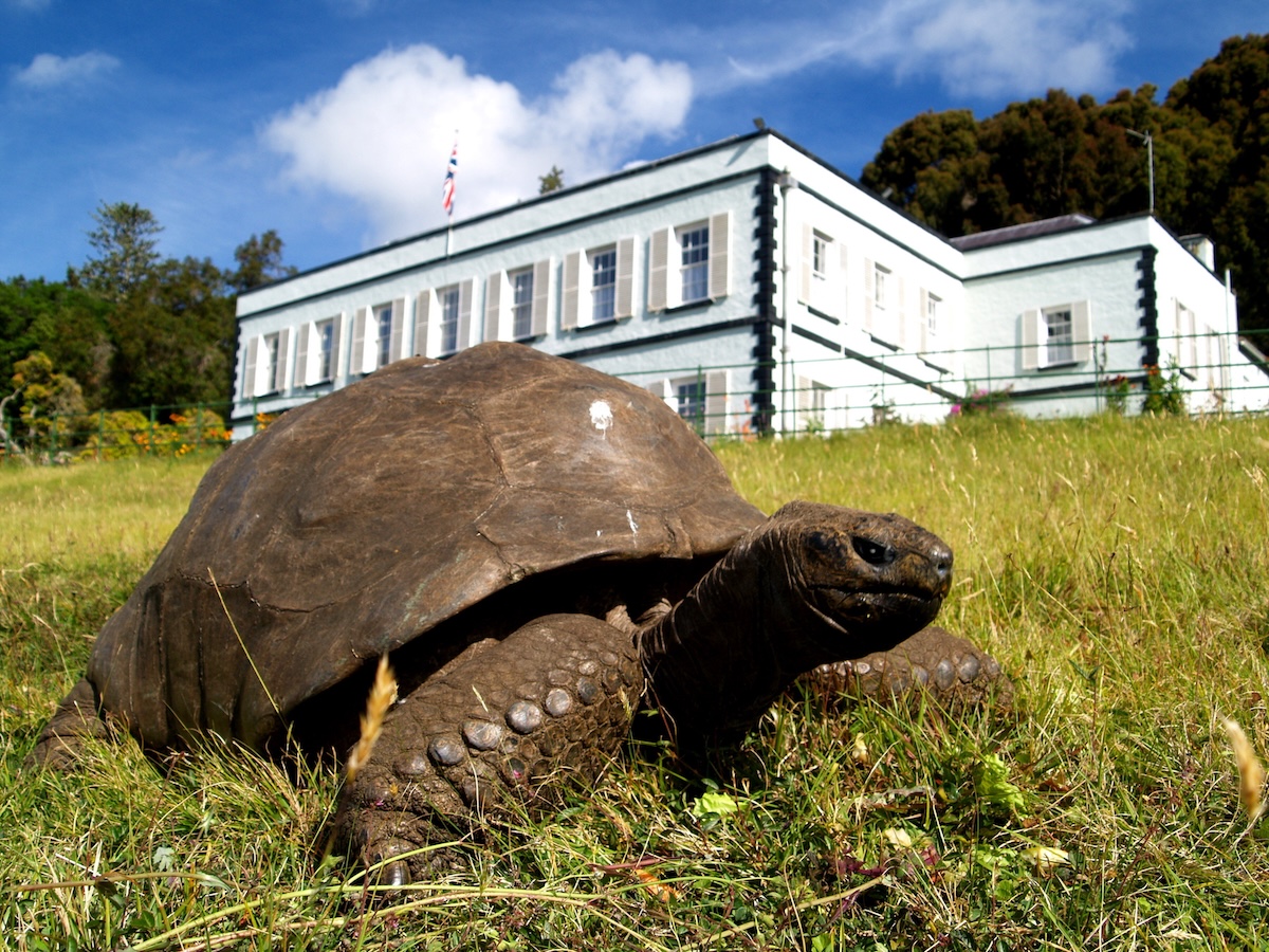 Giant Tortoise Jonathan Is 194: How the World’s Oldest Land Animal Could Help Unlock the Secrets of Longevity